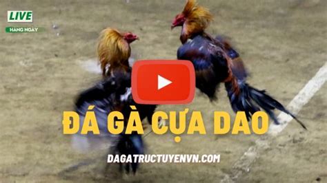 dagatructuyenvn.com|【LIVE】Đá Gà Trực Tiếp THOMO Hôm Nay 29/8/2024 ( BLV).